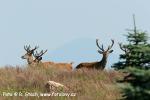 Jelen evropský (Cervus elaphus)