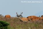 Jelen evropský (Cervus elaphus)