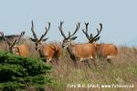 Jelen evropský (Cervus elaphus)