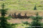 Jelen evropský (Cervus elaphus)