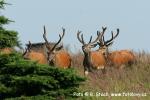 Jelen evropský (Cervus elaphus)