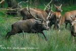 Jelen evropský (Cervus elaphus)