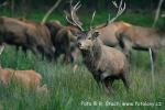 Jelen evropský (Cervus elaphus)