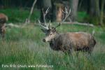 Jelen evropský (Cervus elaphus)