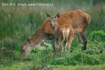 Jelen evropský (Cervus elaphus)