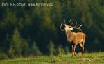 Jelen evropský (Cervus elaphus)