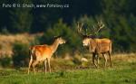 Jelen evropský (Cervus elaphus)