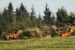 Jelen evropský (Cervus elaphus)