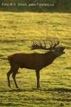 Jelen evropský (Cervus elaphus)