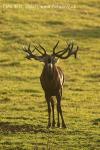 Jelen evropský (Cervus elaphus)