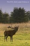 Jelen evropský (Cervus elaphus)