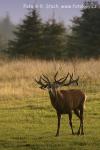 Jelen evropský (Cervus elaphus)