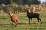 Jelen evropský (Cervus elaphus)