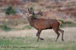 Jelen evropský (Cervus elaphus)