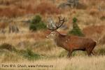 Jelen evropský (Cervus elaphus)