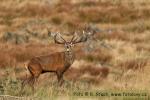 Jelen evropský (Cervus elaphus)