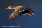Mallard (Anas platyrhynchos)
