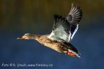 Mallard (Anas platyrhynchos)