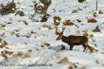 Jelen evropský (Cervus elaphus)