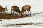 Jelen evropský (Cervus elaphus)