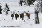 Jelen evropský (Cervus elaphus)