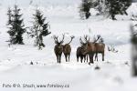 Jelen evropský (Cervus elaphus)