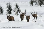 Jelen evropský (Cervus elaphus)