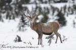 Jelen evropský (Cervus elaphus)