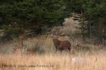 Jelen evropský (Cervus elaphus)