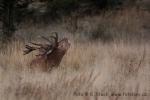 Jelen evropský (Cervus elaphus)