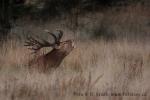 Jelen evropský (Cervus elaphus)