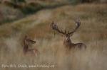 Jelen evropský (Cervus elaphus)