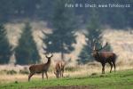 Jelen evropský (Cervus elaphus)