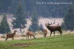 Jelen evropský (Cervus elaphus)