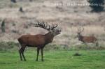 Jelen evropský (Cervus elaphus)