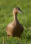 Mallard (Anas platyrhynchos)