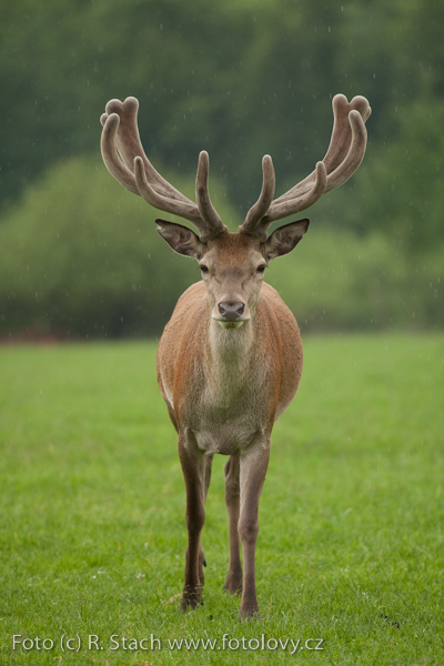 Sudokopytníci - Jelen evropský (Cervus elaphus)