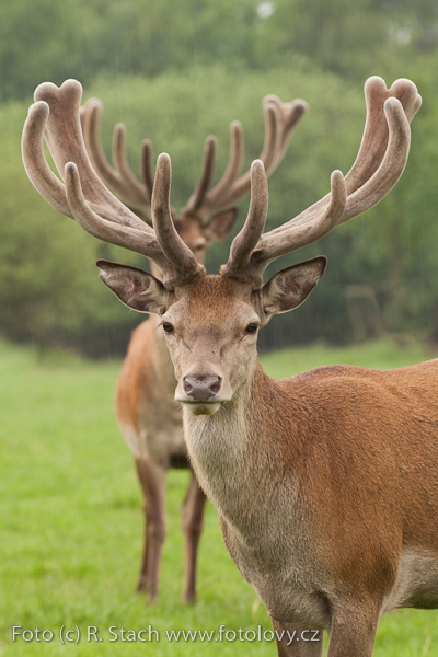 Sudokopytníci - Jelen evropský (Cervus elaphus)