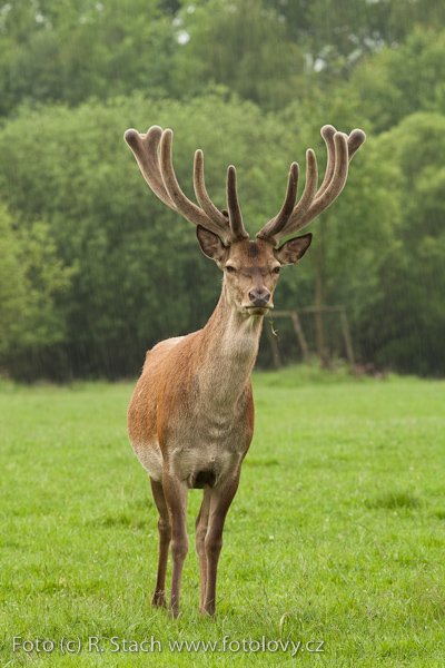 Sudokopytníci - Jelen evropský (Cervus elaphus)