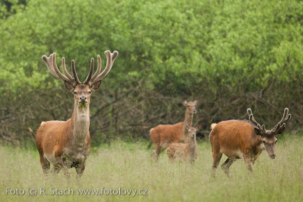 Sudokopytníci - Jelen evropský (Cervus elaphus)