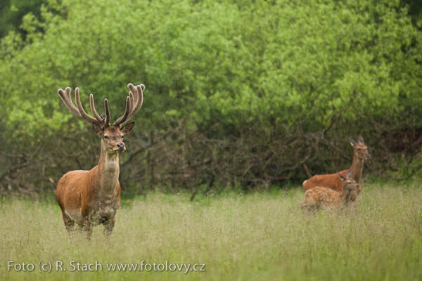 Sudokopytníci - Jelen evropský (Cervus elaphus)