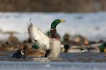 Mallard (Anas platyrhynchos)