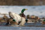 Mallard (Anas platyrhynchos)