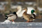 Mallard (Anas platyrhynchos)