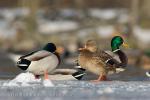 Mallard (Anas platyrhynchos)