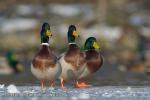 Mallard (Anas platyrhynchos)