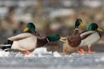 Mallard (Anas platyrhynchos)