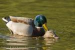 Mallard (Anas platyrhynchos)