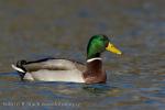 Mallard (Anas platyrhynchos)
