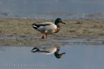 Mallard (Anas platyrhynchos)